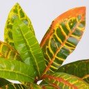 GloboStar® MIXED CROTON 78235 Τεχνητό Φυτό Κρότωνας Μιξ - Μπουκέτο Διακοσμητικών Φυτών - Κλαδιών με Φύλλωμα Πράσινο - Πορτοκαλί - Κίτρινο Υ35cm