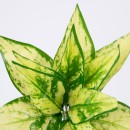 GloboStar® GOLDEN POTHOS 78278 Τεχνητό Φυτό Χρυσός Πόθος - Μπουκέτο Διακοσμητικών Φυτών - Κλαδιών με Φύλλωμα Πράσινο - Κίτρινο Υ26cm