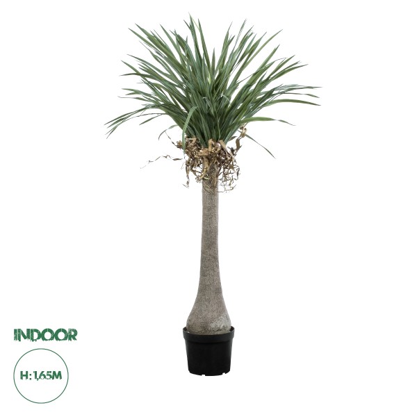 GloboStar® Artificial Garden BEAUCARNEA PALM TREE 20046 Τεχνητό Διακοσμητικό Φυτό Κυρτόφυλλος Μπουκαρνέα Υ165cm