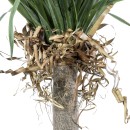 GloboStar® Artificial Garden BEAUCARNEA PALM TREE 20046 Τεχνητό Διακοσμητικό Φυτό Κυρτόφυλλος Μπουκαρνέα Υ165cm