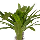 GloboStar® Artificial Garden PACHYPODIUM LAMEREI PALM TREE 20130 Τεχνητό Διακοσμητικό Φυτό Φοίνικας της Μαγαδασκάρης Υ175cm