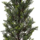 GloboStar® Artificial Garden LEMON CYPRESS 20151 Τεχνητό Διακοσμητικό Φυτό Λεμονόκυπάρισσο Υ120cm