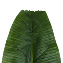 GloboStar® Artificial Garden BANANA TREE LEAF 20177 Τεχνητό Διακοσμητικό Φύλο Μπανανιάς - Μπανανόδεντρου Π30 x Υ100cm