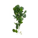 GloboStar® Artificial Garden HANGING PEPEROMIA 20599 Τεχνητό Διακοσμητικό Κρεμαστό Φυτό Πεπερόμια Μ30 x Π31 x Υ50cm