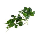 GloboStar® Artificial Garden HANGING PEPEROMIA 20599 Τεχνητό Διακοσμητικό Κρεμαστό Φυτό Πεπερόμια Μ30 x Π31 x Υ50cm