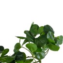 GloboStar® Artificial Garden HANGING PEPEROMIA 20599 Τεχνητό Διακοσμητικό Κρεμαστό Φυτό Πεπερόμια Μ30 x Π31 x Υ50cm